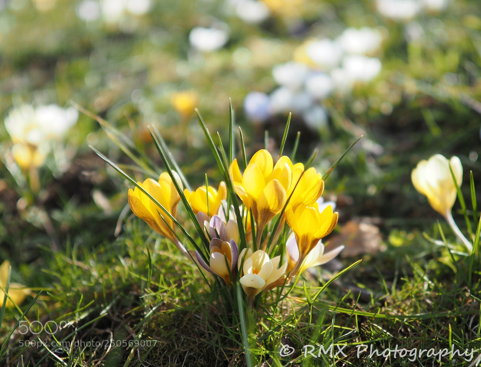 Olympus OM-D E-M5 II sample photo. Spring is coming photography