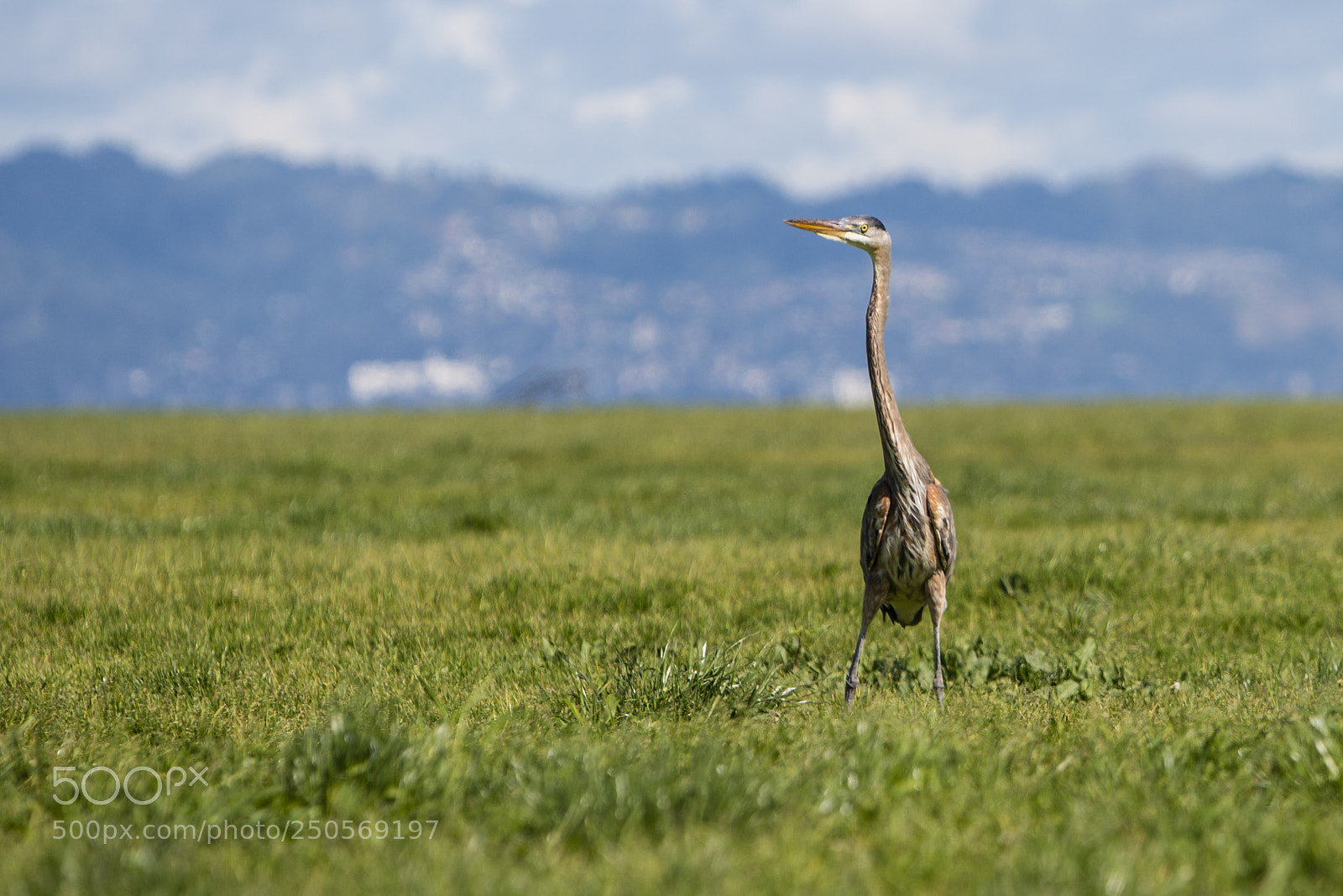 Nikon D800 sample photo. Grey heron photography