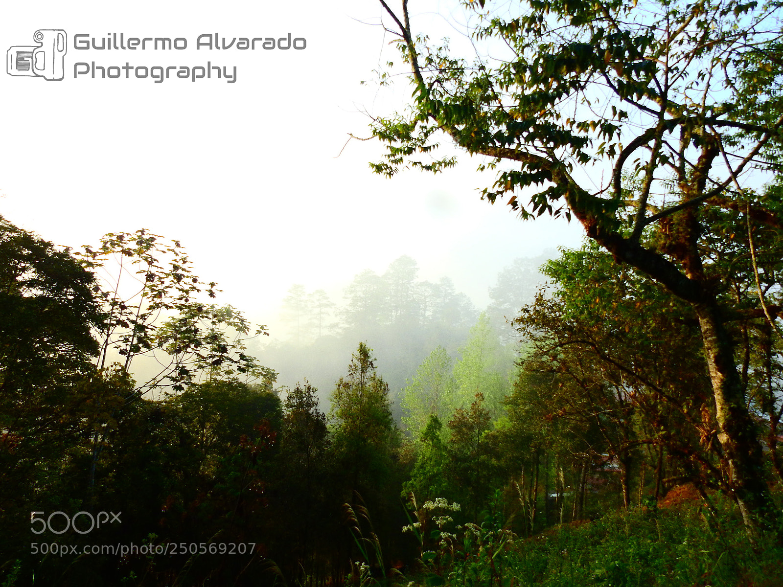 Nikon Coolpix P900 sample photo. Woodlands in cobán photography