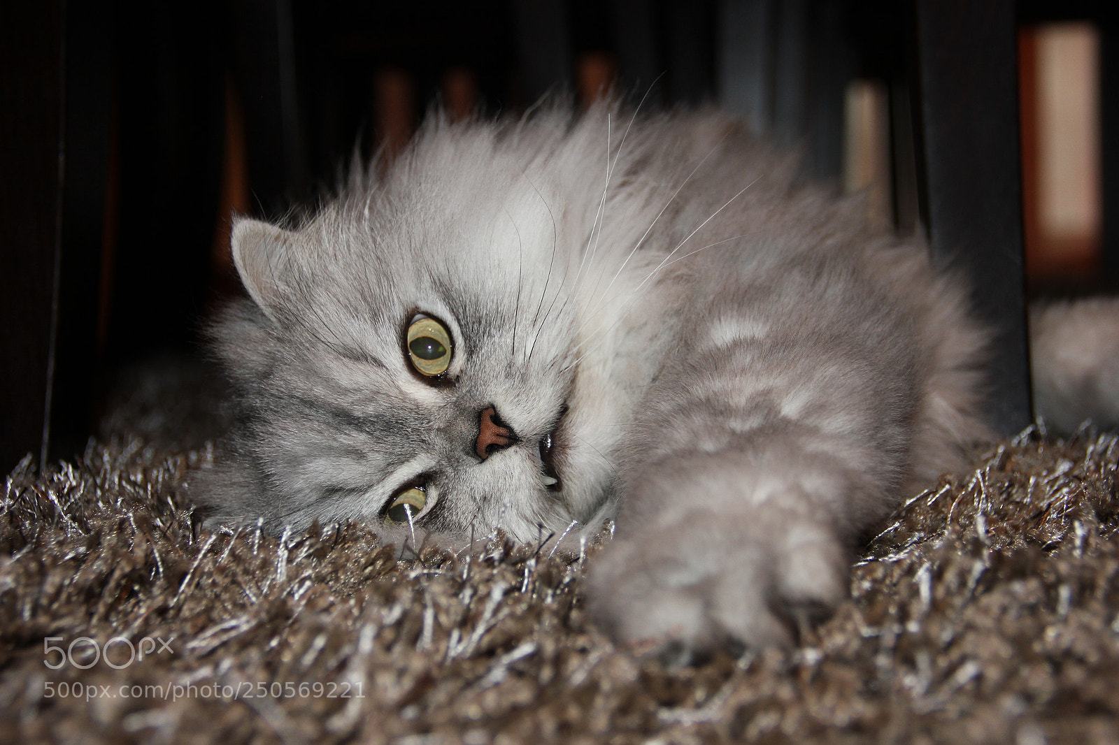 Canon EF-S 18-135mm F3.5-5.6 IS sample photo. Leonard posing photography