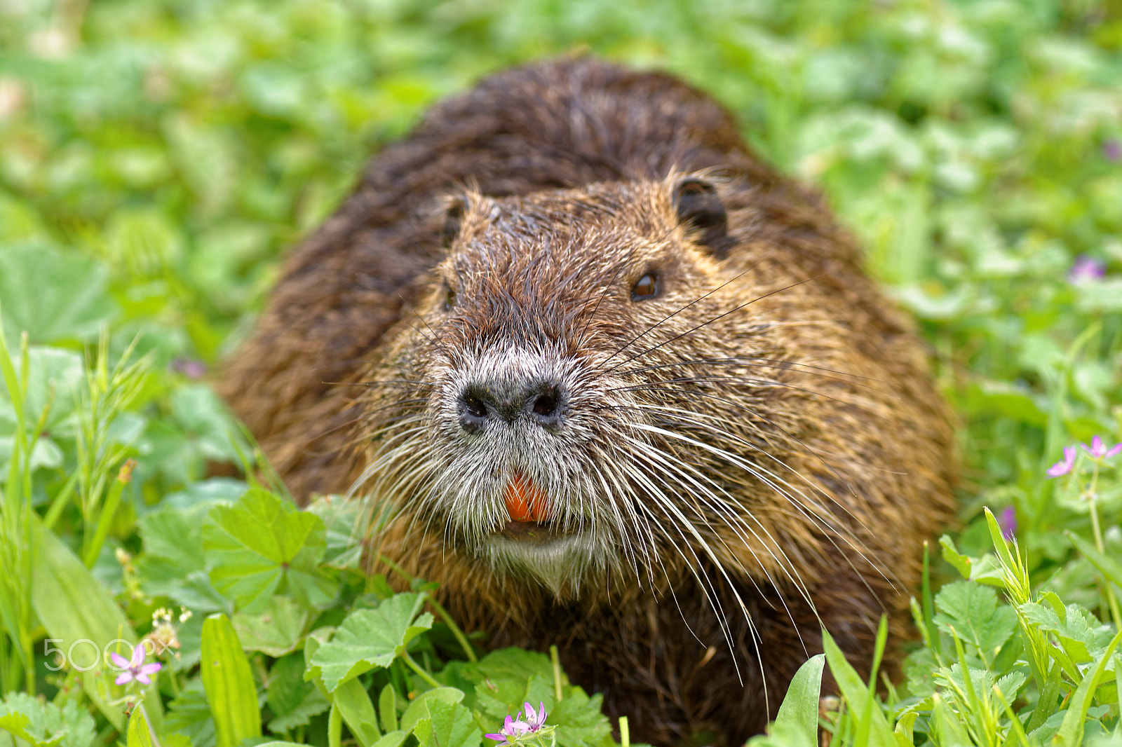 Nikon D7200 sample photo. Coypu (water rodent ) photography