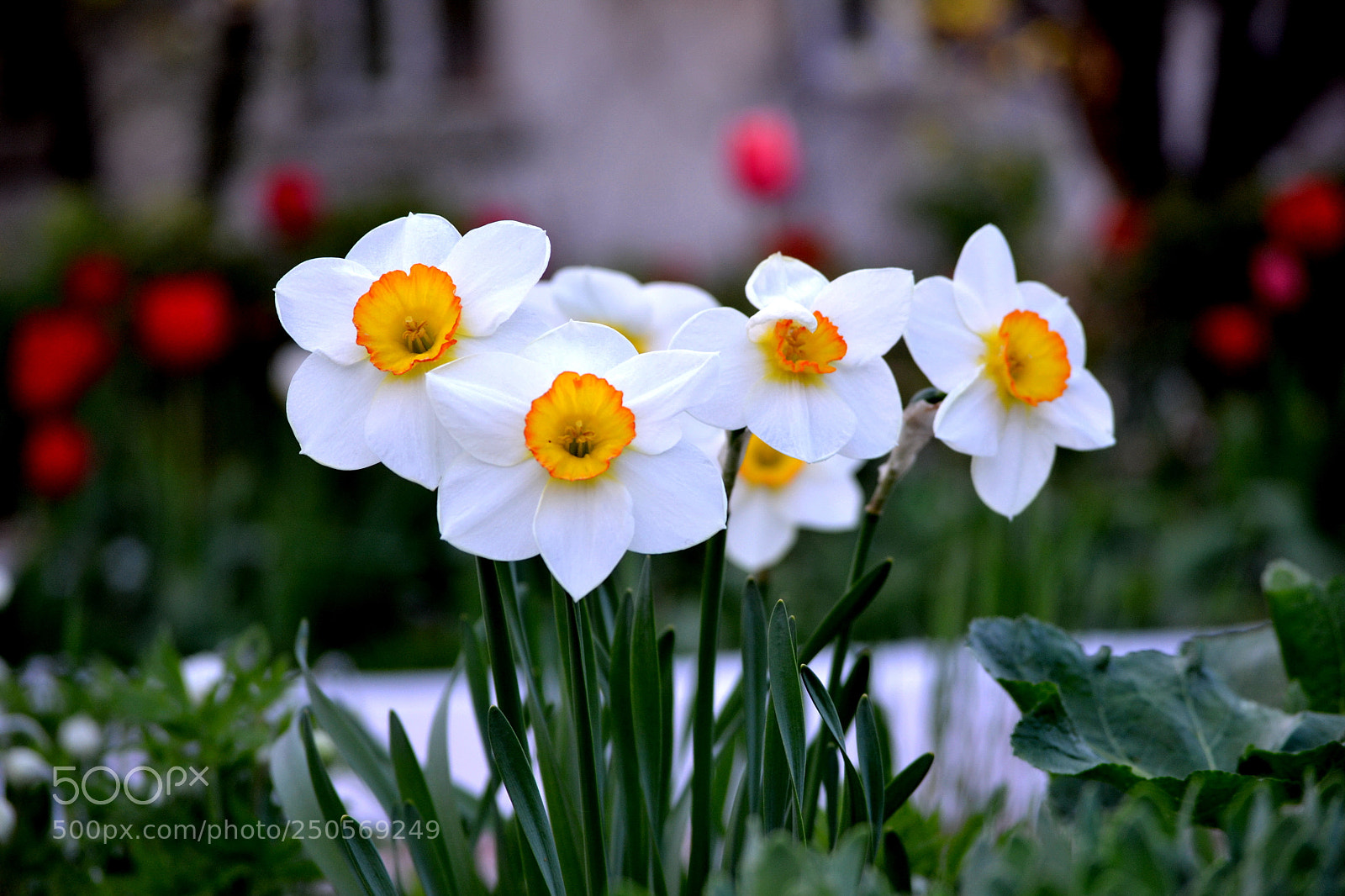 Nikon D3100 sample photo. And the daffodils look photography