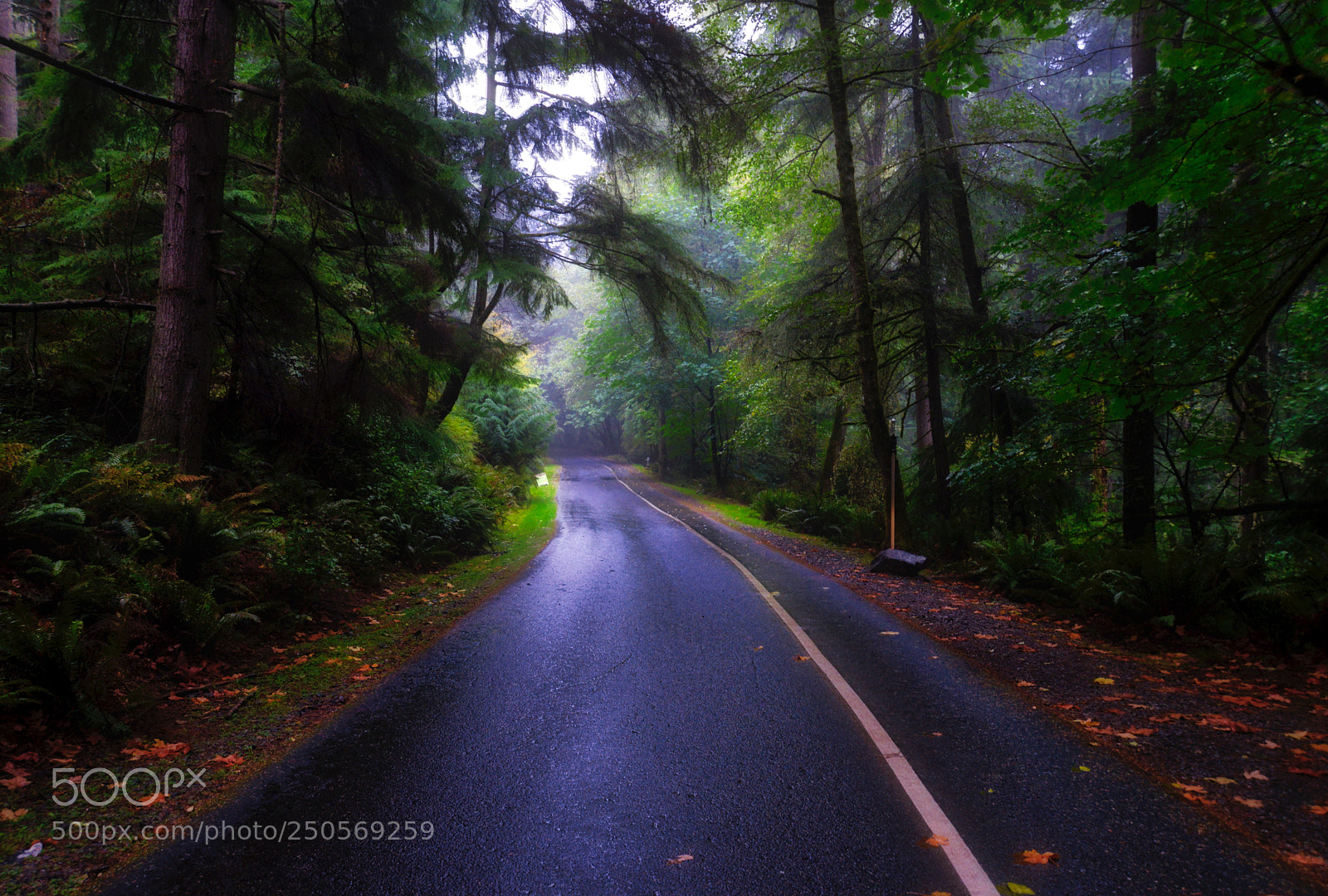 Nikon D610 sample photo. Rainy day in the photography