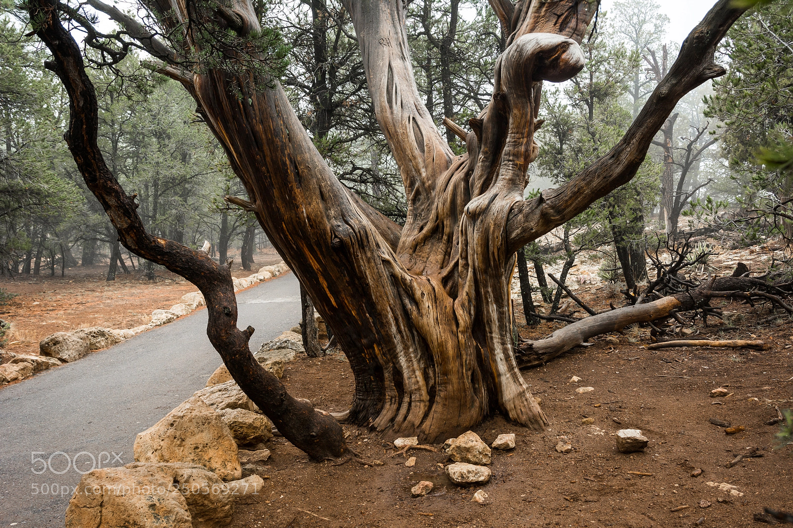 Nikon D7100 sample photo. A tree at the photography