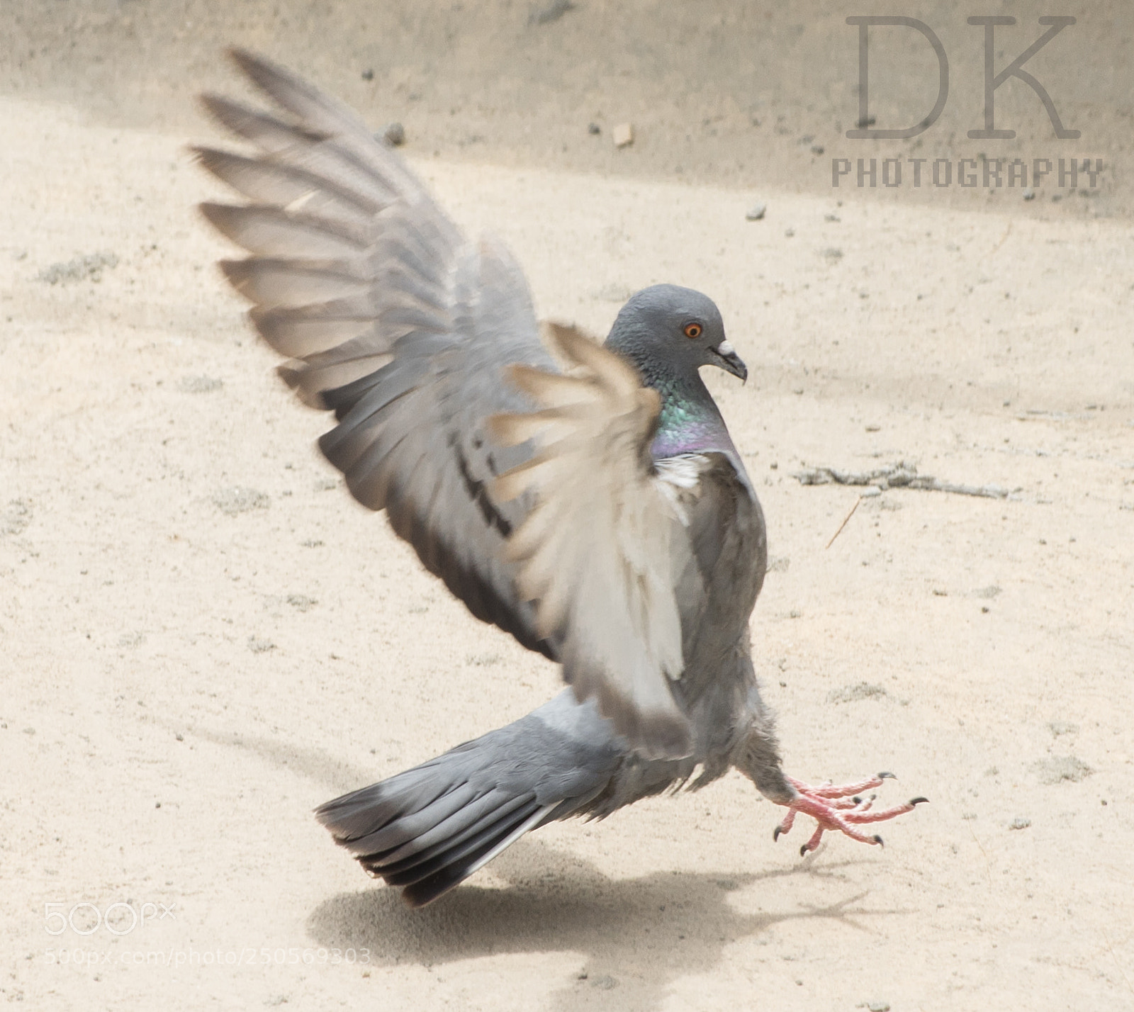 Canon EOS 5D Mark IV sample photo. Bird of prey photography