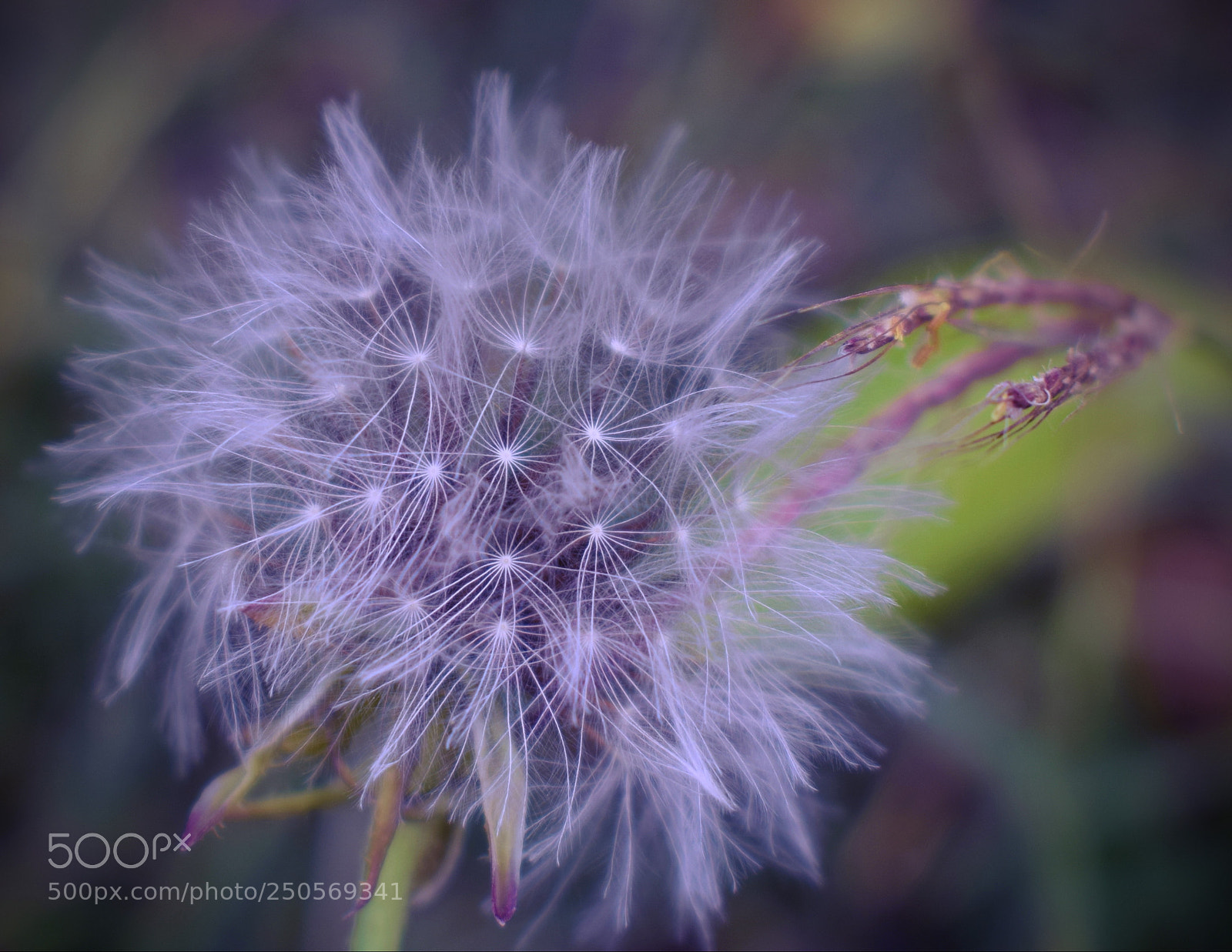 Nikon D5300 sample photo. Spring photography