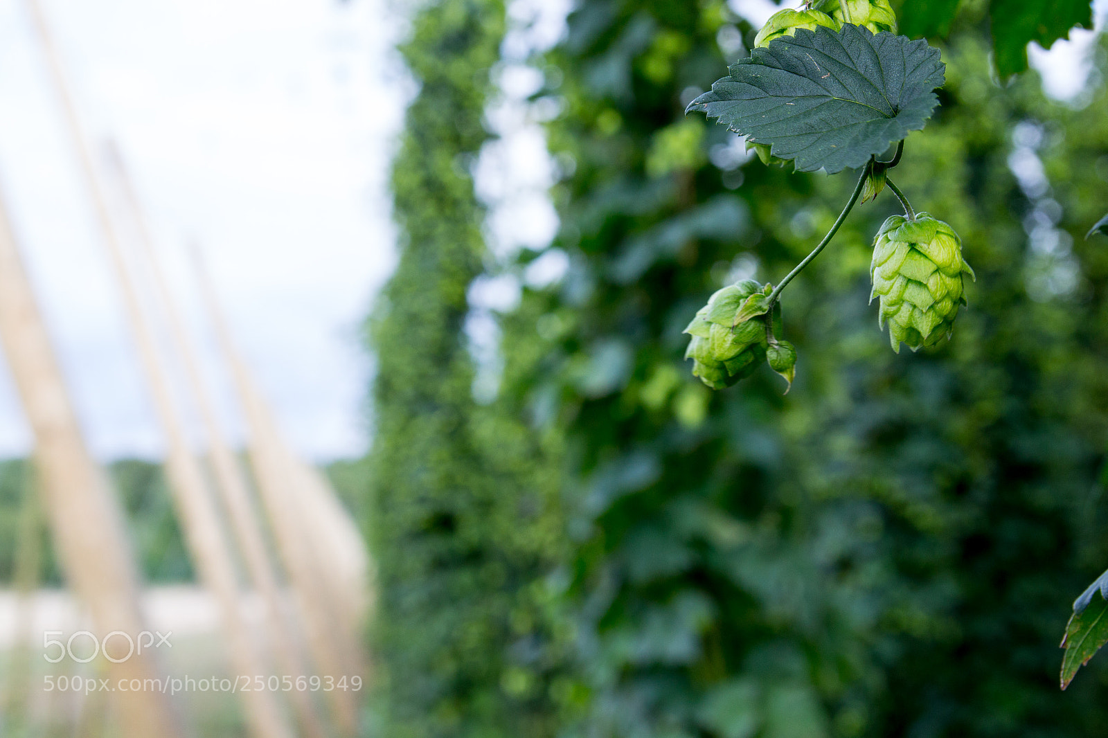 Canon EOS 600D (Rebel EOS T3i / EOS Kiss X5) sample photo. Michigan hops photography