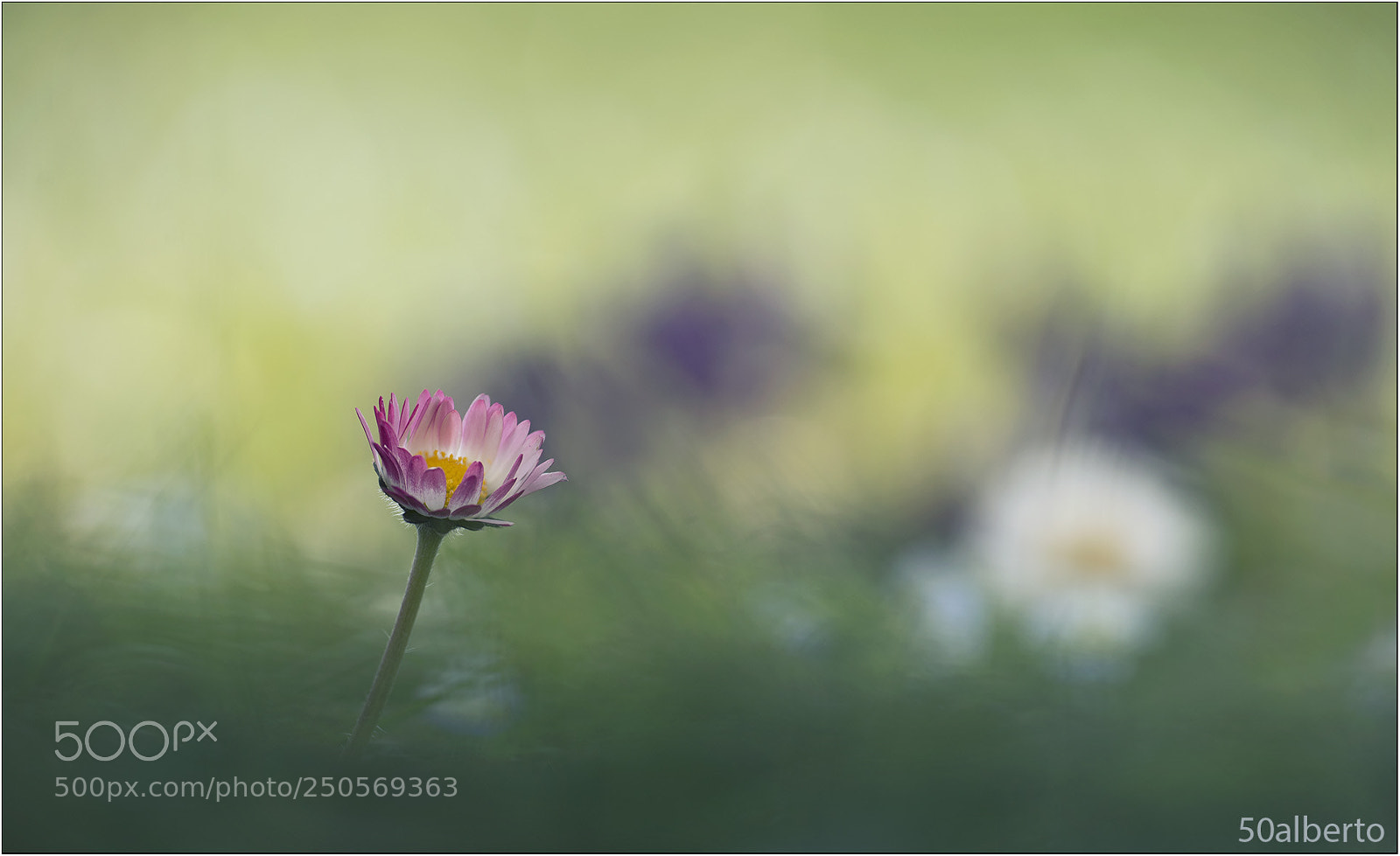 Nikon D610 sample photo. Daisy photography