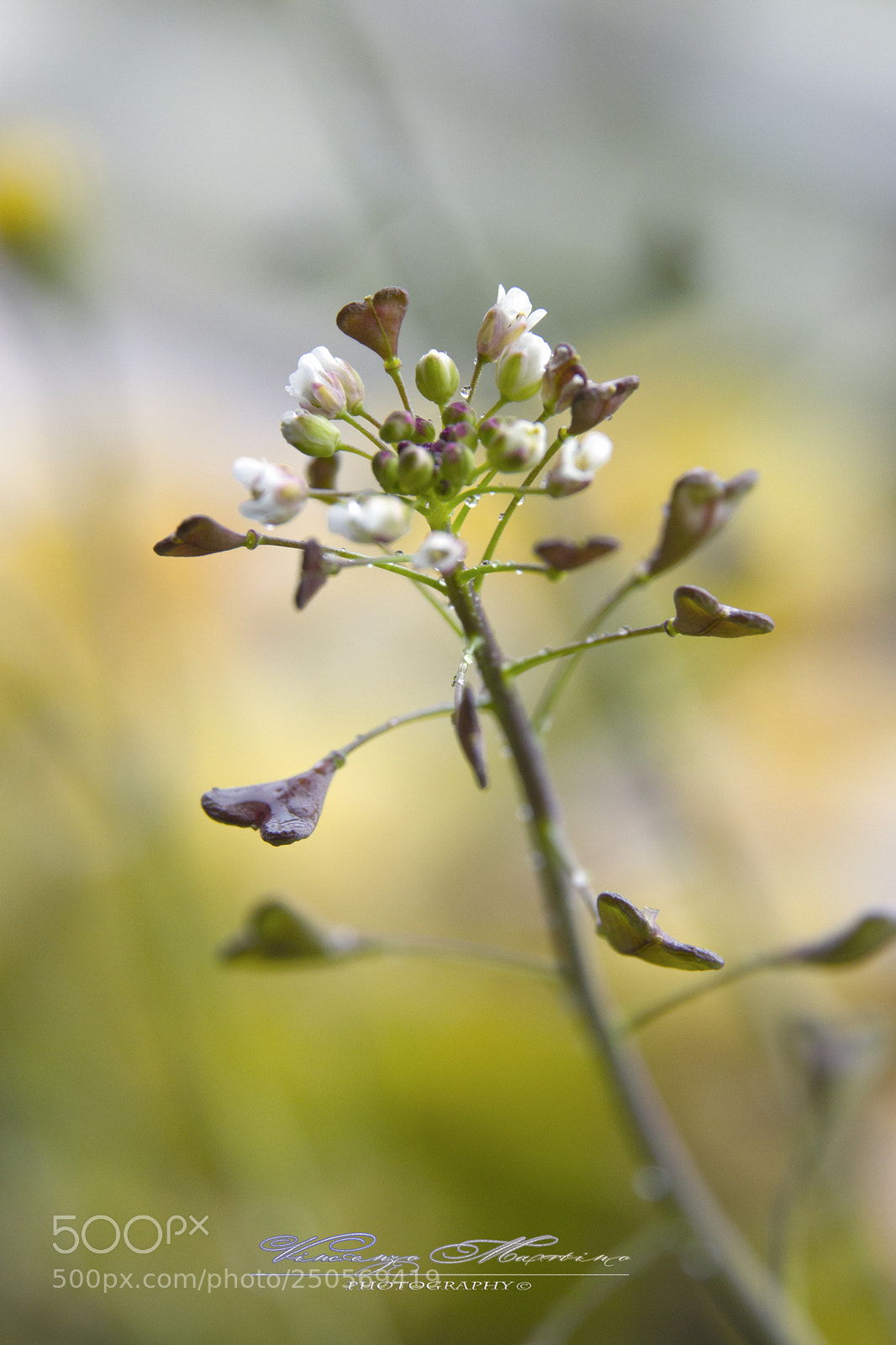 Canon EOS 760D (EOS Rebel T6s / EOS 8000D) sample photo. Capsella bursa pastoris photography