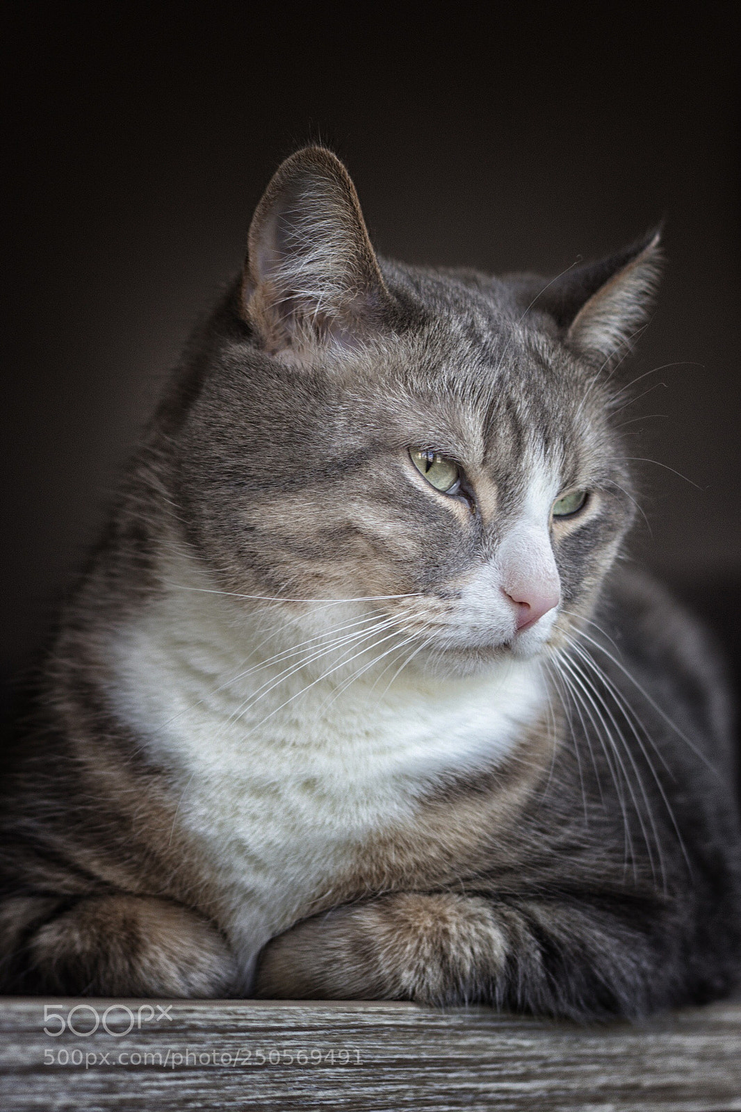 Canon EOS 700D (EOS Rebel T5i / EOS Kiss X7i) sample photo. Portrait photography