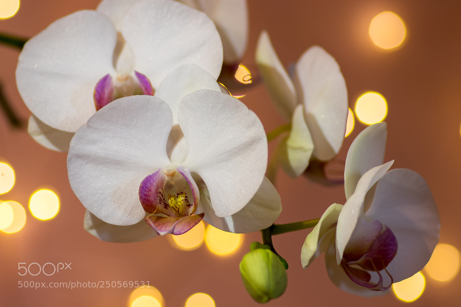 Canon EOS 80D sample photo. White phalaenopsis orchid in photography