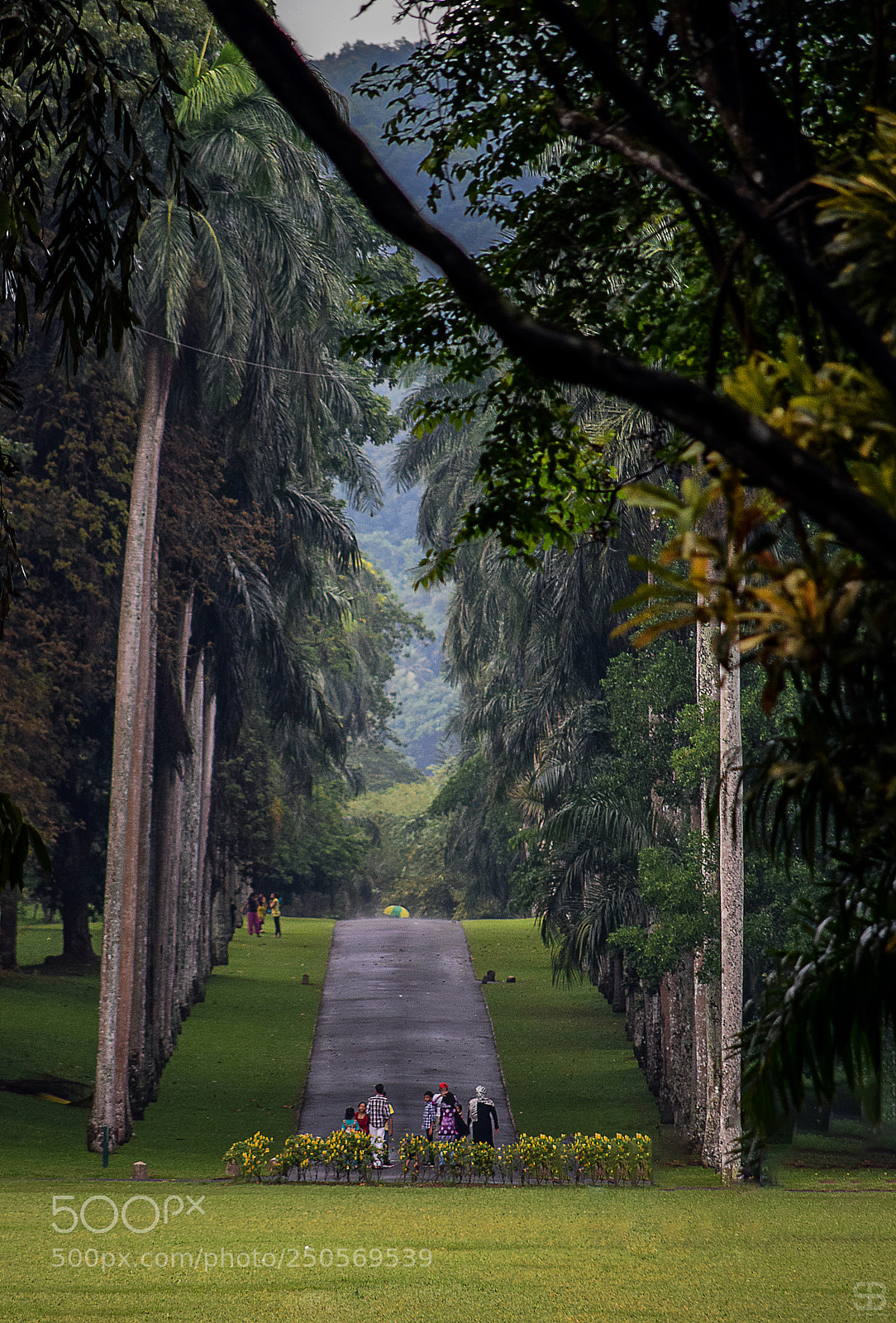 Nikon D3300 sample photo. Peradeniya botanical garden photography