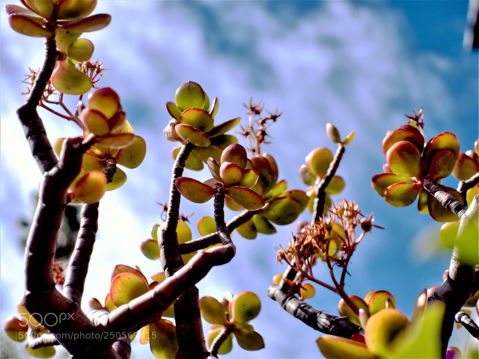 Sony Cyber-shot DSC-RX100 III sample photo. Buds galore photography