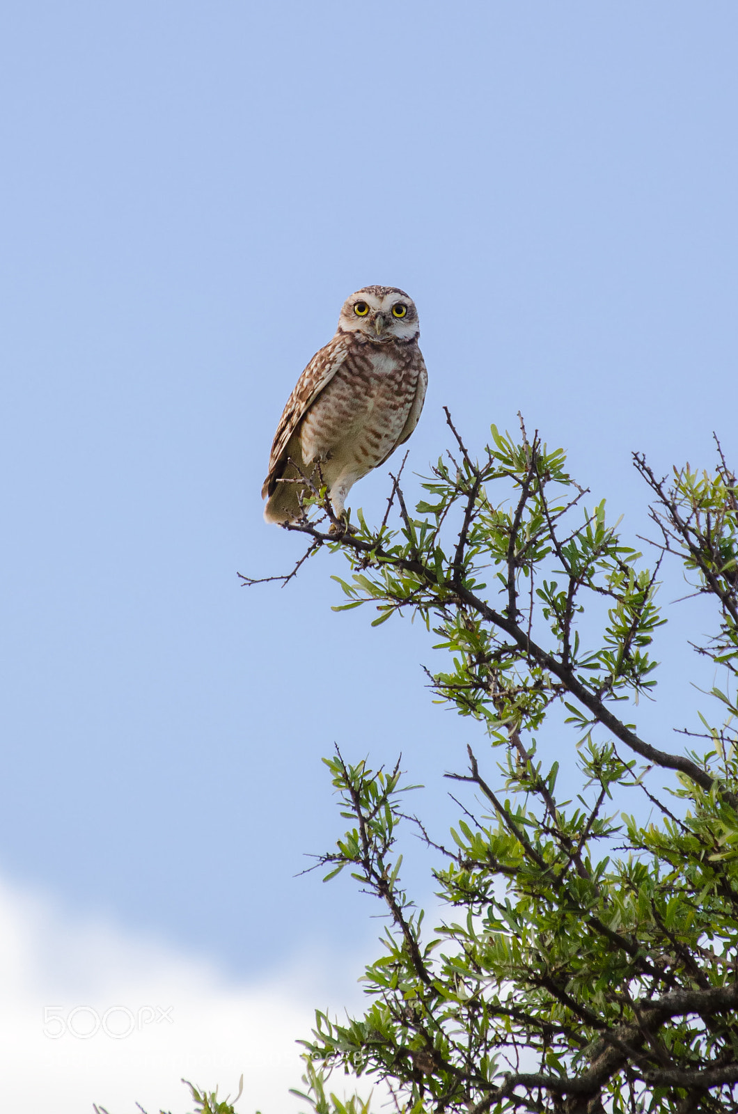 Nikon D5100 sample photo. Owl connection photography