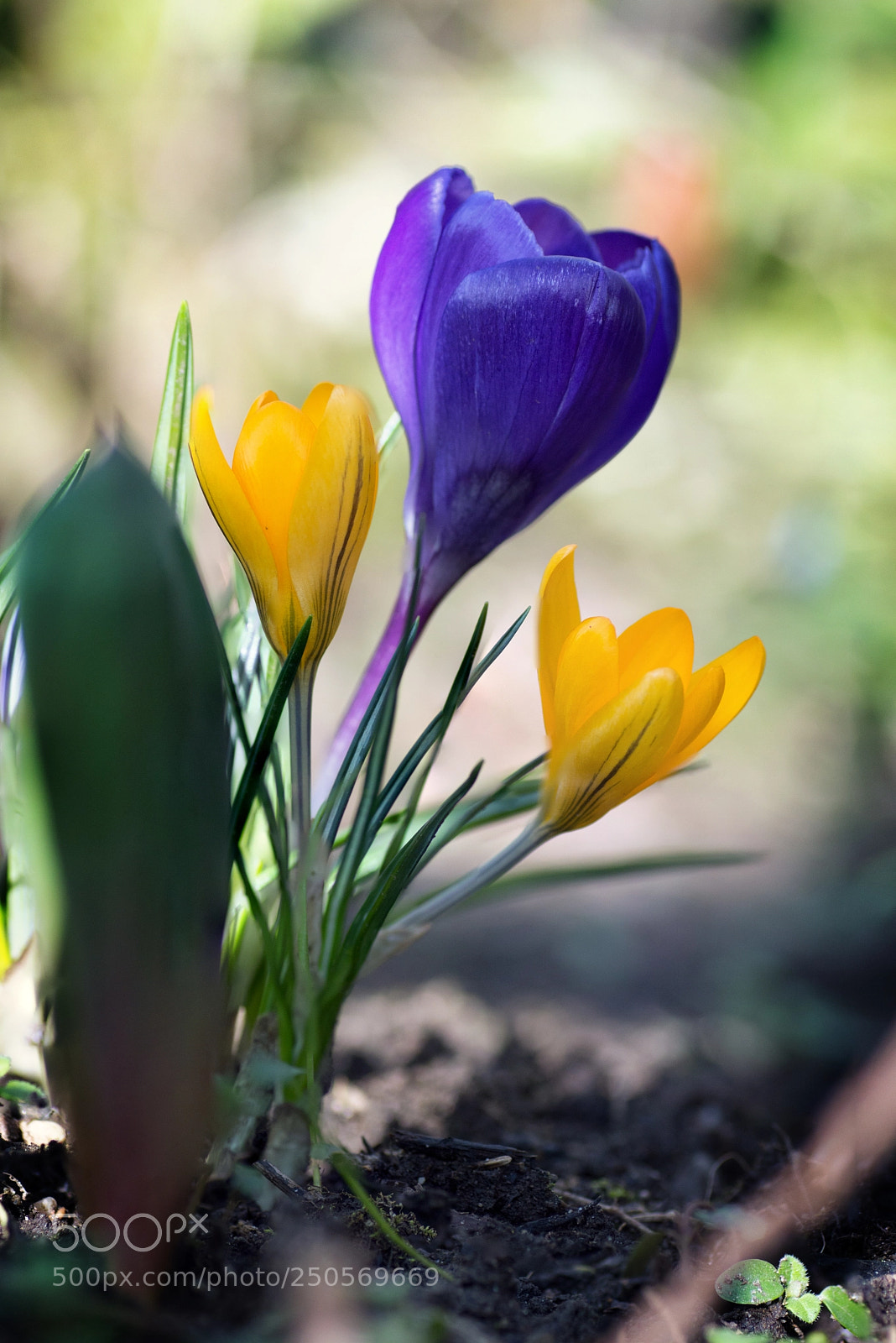 Nikon D3200 sample photo. First crocuses photography