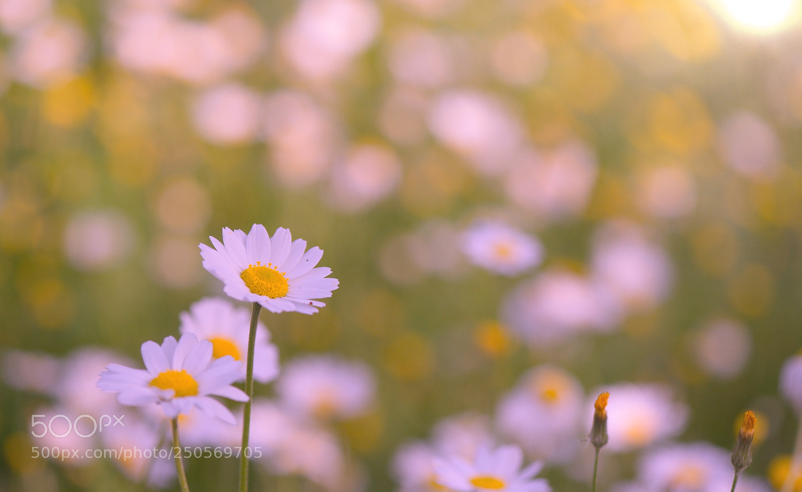 Nikon D810 sample photo. Spring photography