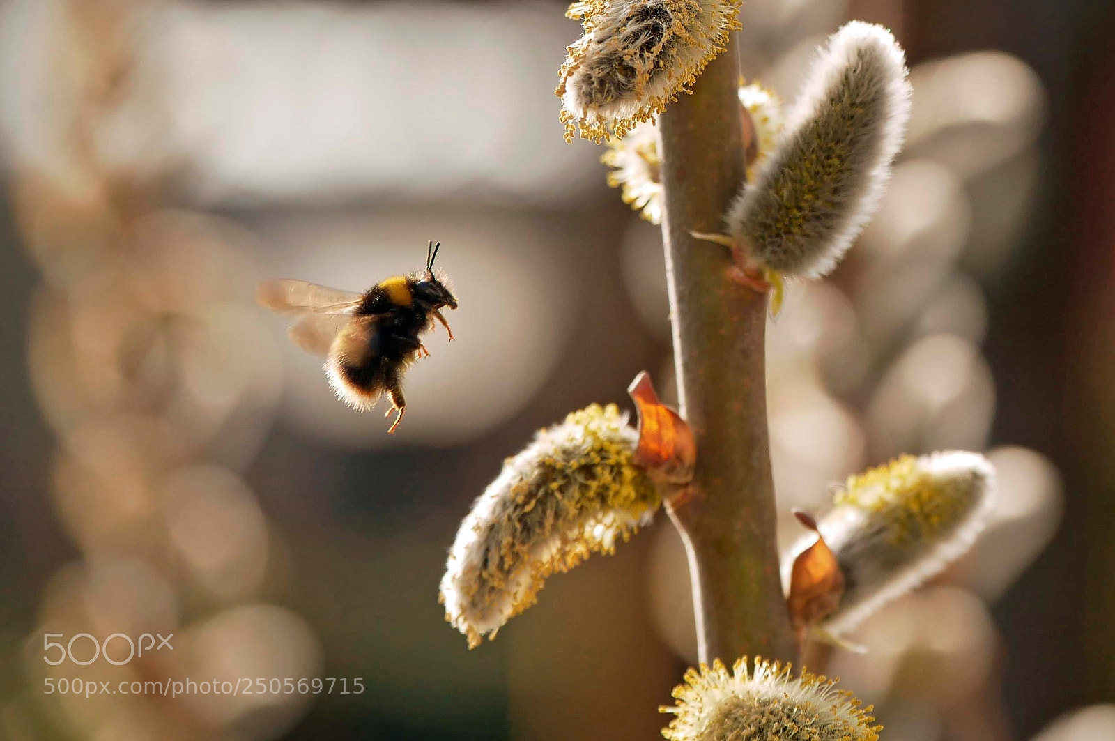 Panasonic DMC-G81 sample photo. ... first bumblebee  :))) .. photography