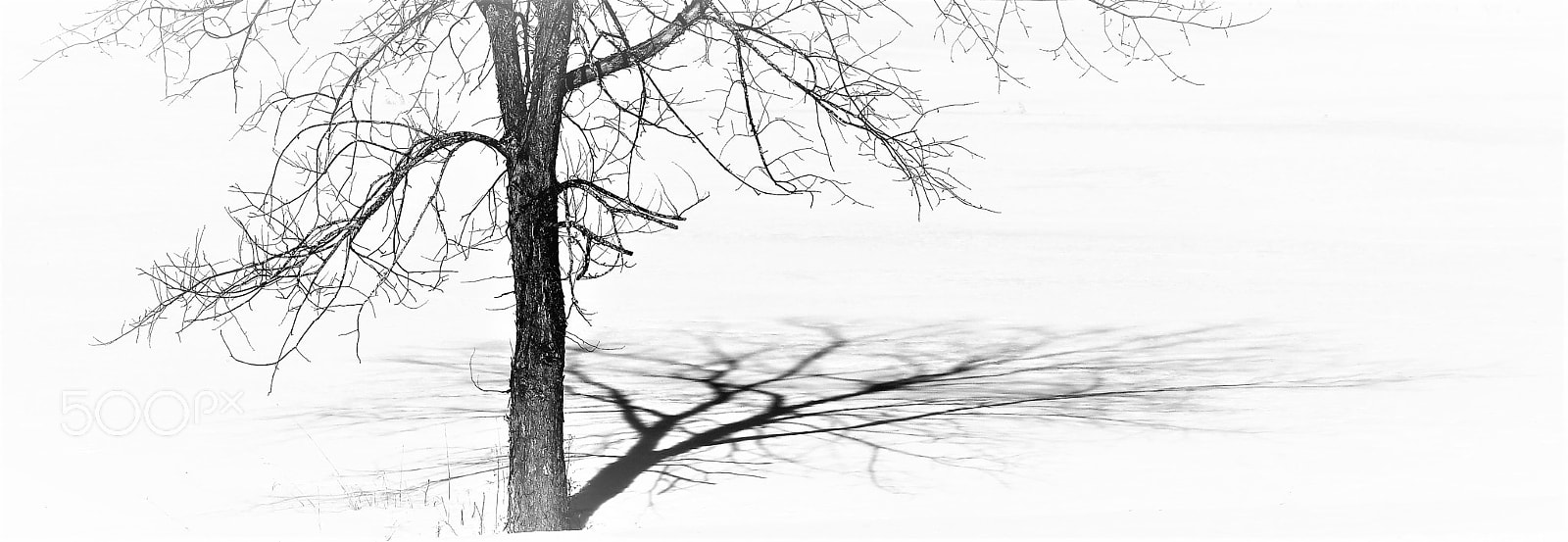 Nikon D500 sample photo. Ode to trees ii photography