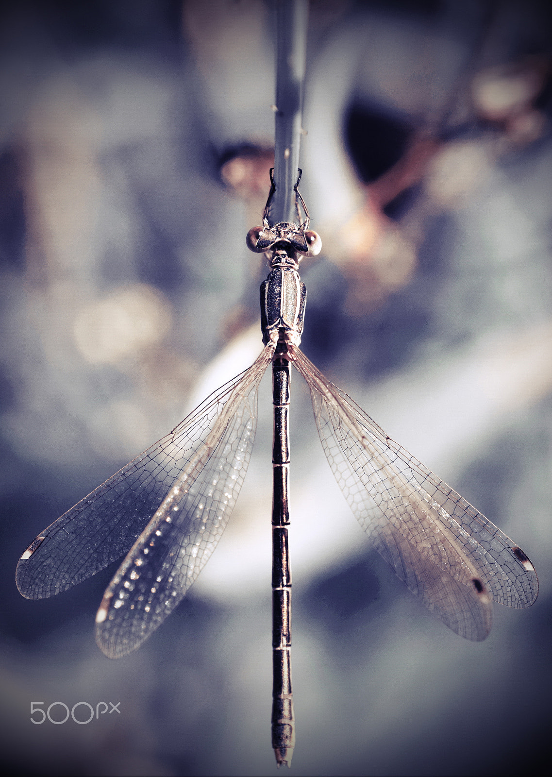 Nikon D5300 sample photo. Dragonfly z photography