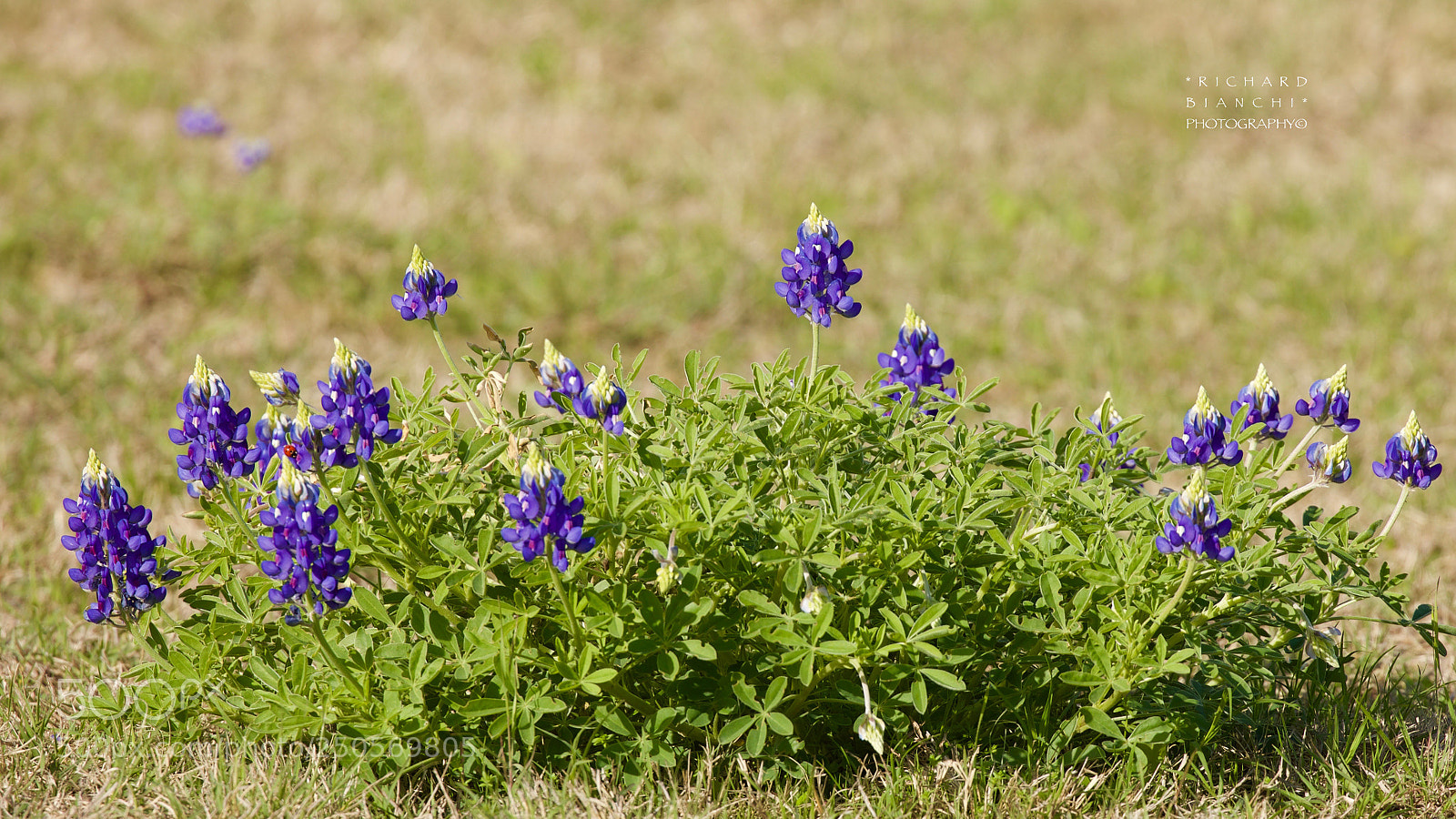 Canon EOS 5D Mark IV sample photo. Texas bluebonnets photography