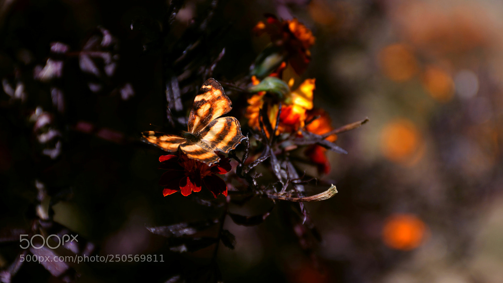 Canon EOS 80D sample photo. Camouflage photography