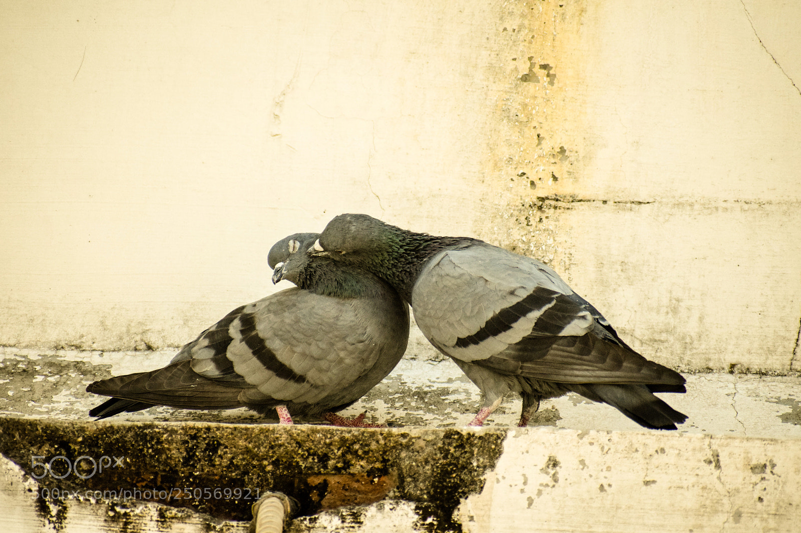 Nikon D5300 sample photo. Kabootar - kabootari photography