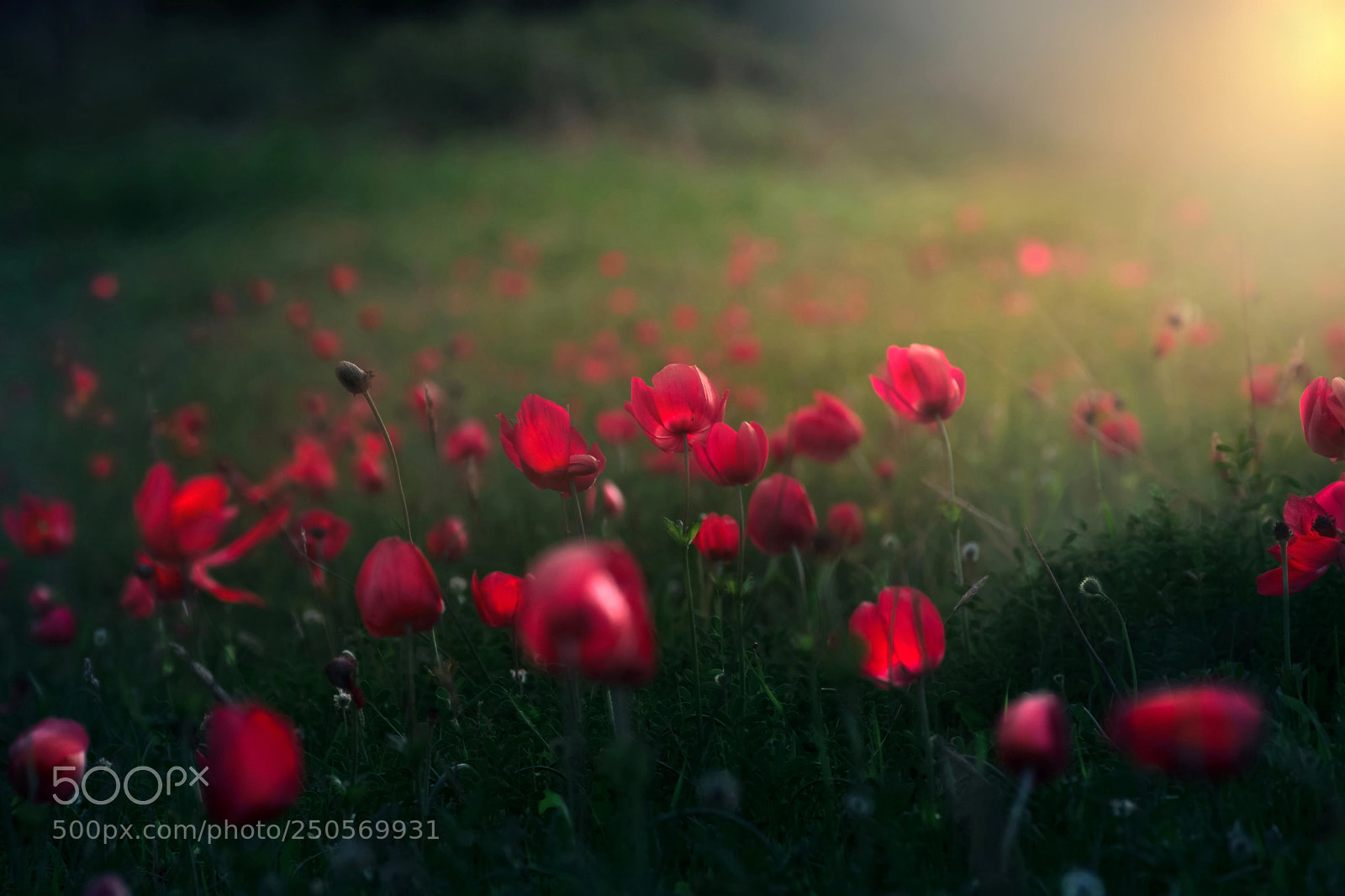 Nikon D7100 sample photo. Anemones on fire.. photography