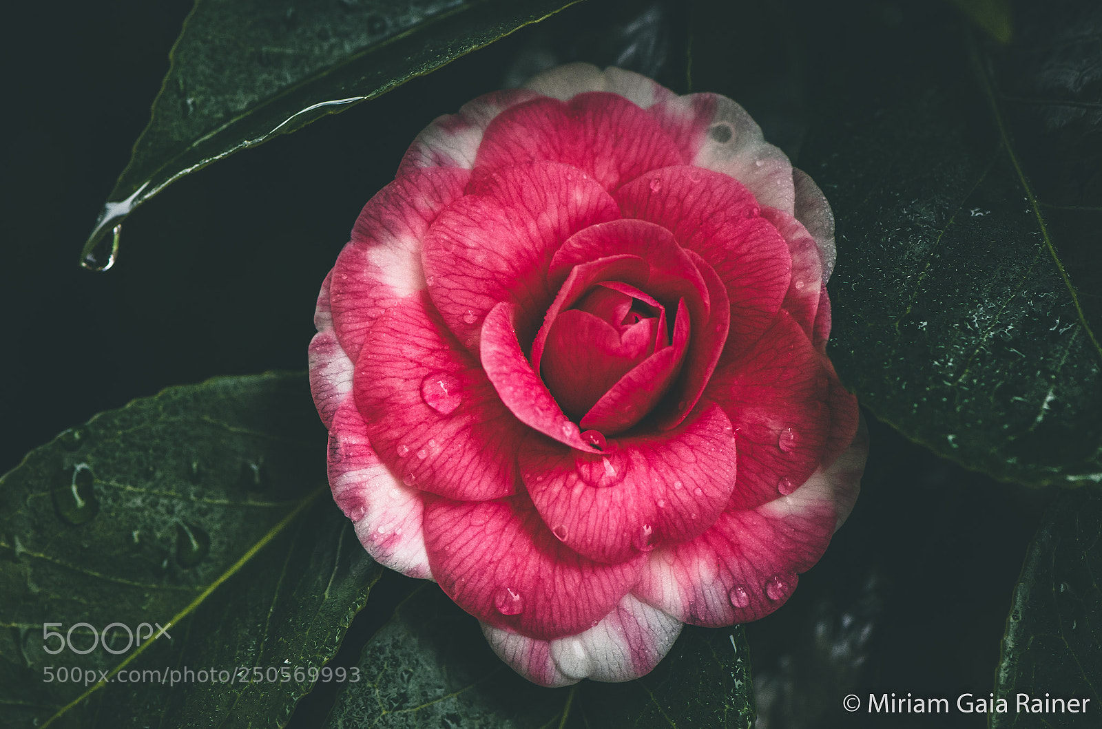 Nikon D7000 sample photo. Camellia photography