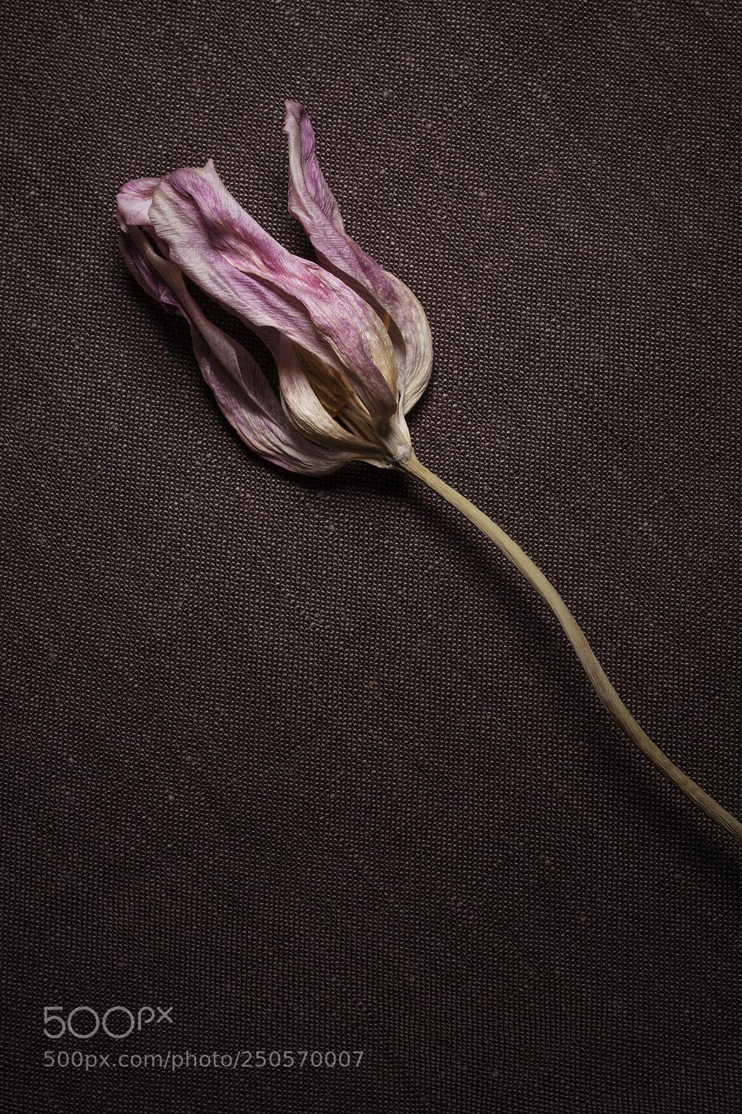 Canon EOS 5DS sample photo. Silence photography