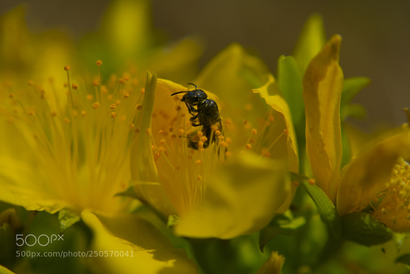 Nikon D3300 sample photo. Macro series i photography