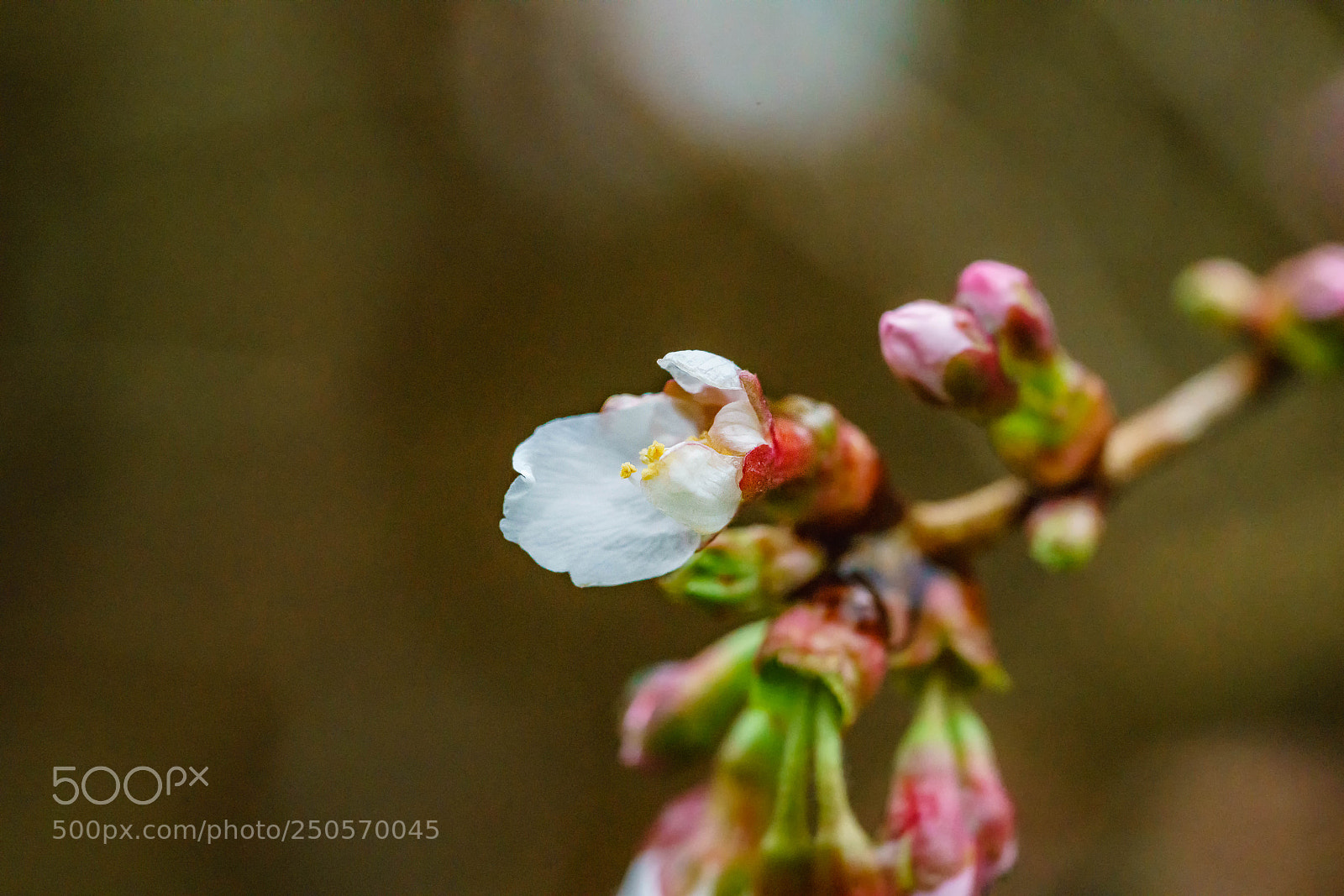 Sony a7R II sample photo. Blossom photography