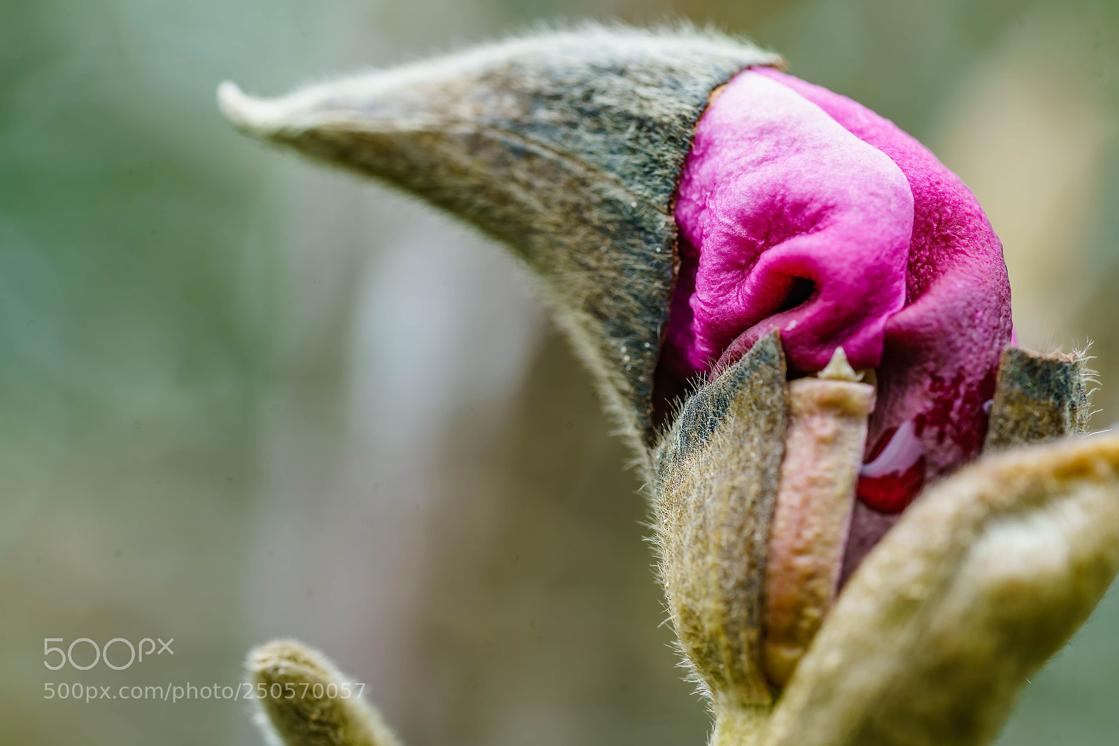 Sony a7R II sample photo. Magnolia photography