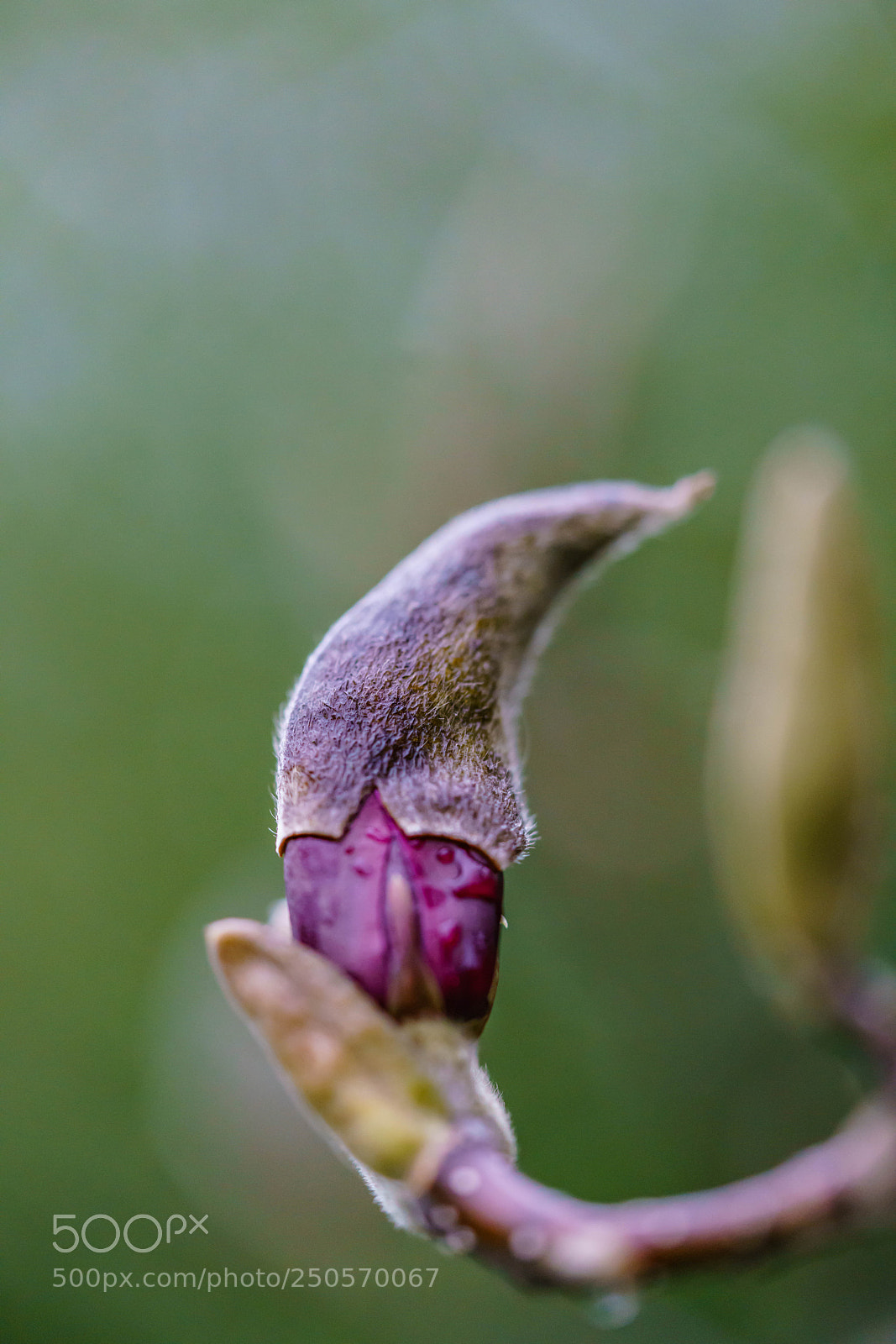 Sony a7R II sample photo. Magnolia photography