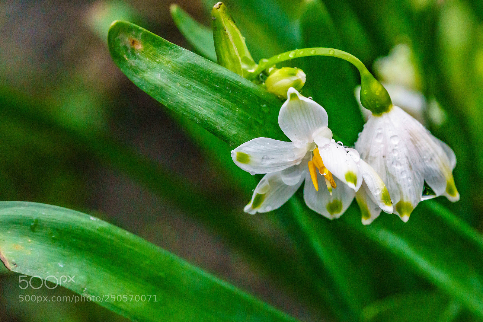 Sony a7R II sample photo. Snowdrop photography