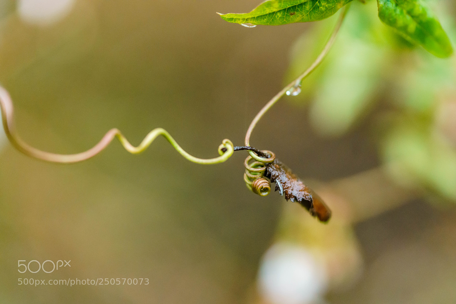 Sony a7R II sample photo. Twine photography