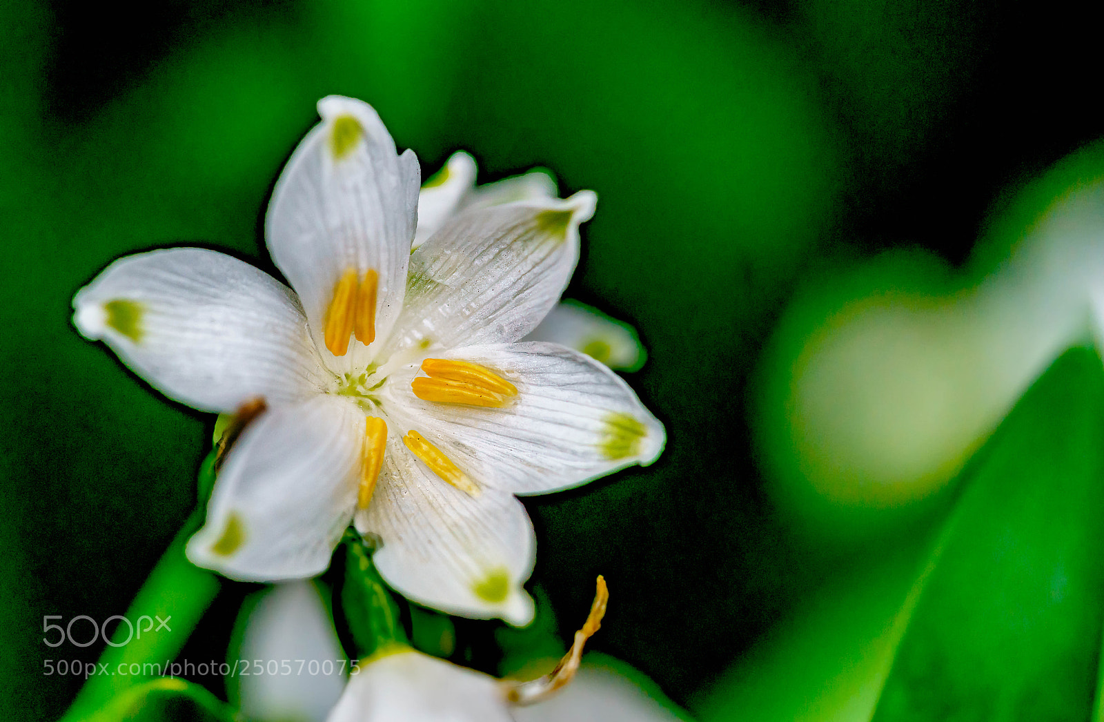 Sony a7R II sample photo. Snowdrop photography