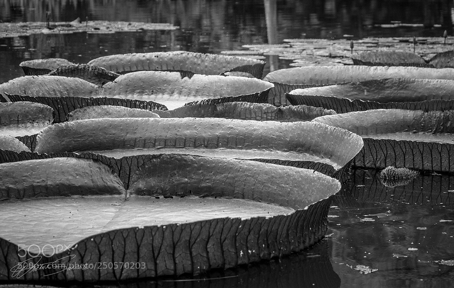 Canon EOS 700D (EOS Rebel T5i / EOS Kiss X7i) sample photo. Jardim botânico / rj photography