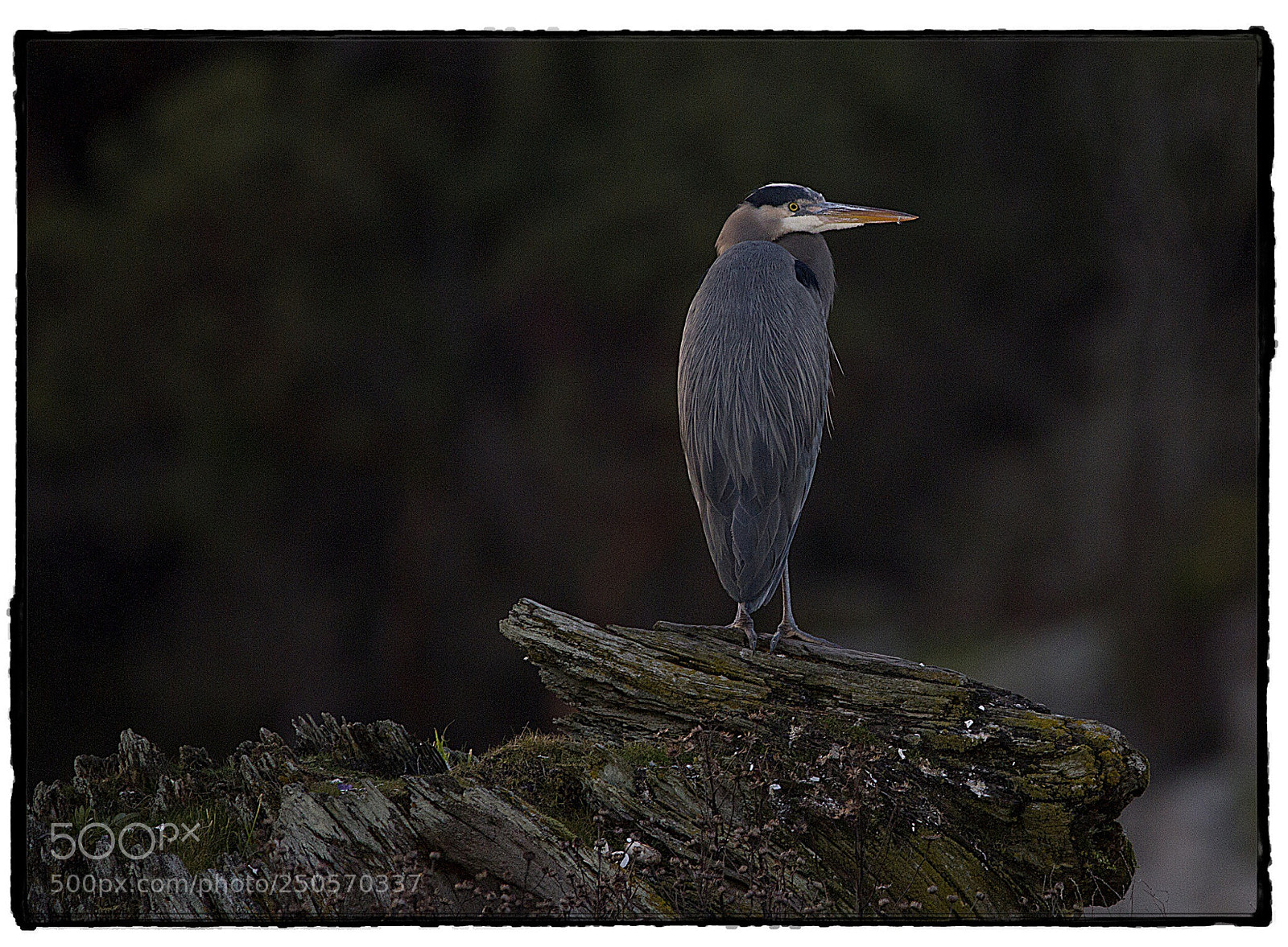Canon EOS 7D sample photo. Gray heron standing on photography
