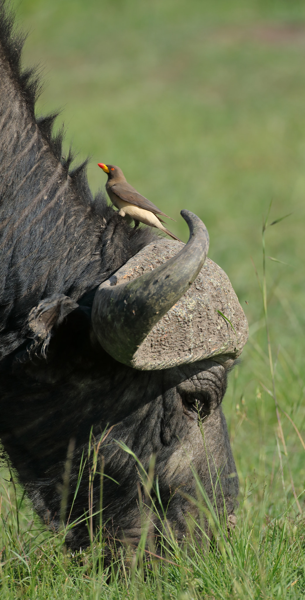 Canon EOS 5D Mark IV + Canon EF 500mm F4L IS USM sample photo. African buffalo & friend photography