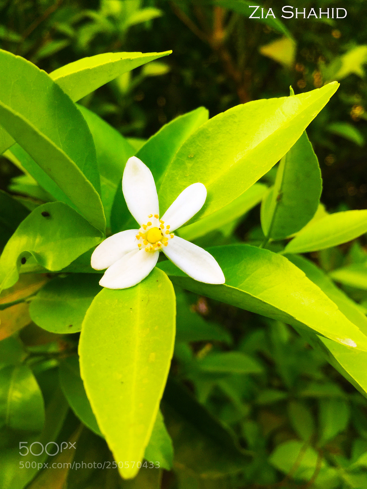 Apple iPhone 6 sample photo. Green+white photography