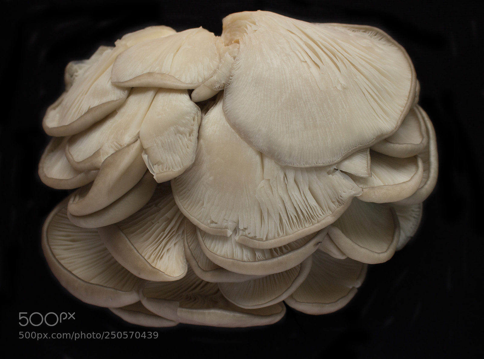 Canon EOS 650D (EOS Rebel T4i / EOS Kiss X6i) sample photo. Mushrooms on black photography
