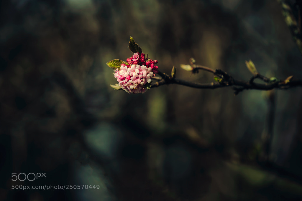 Nikon D810 sample photo. Springtime photography