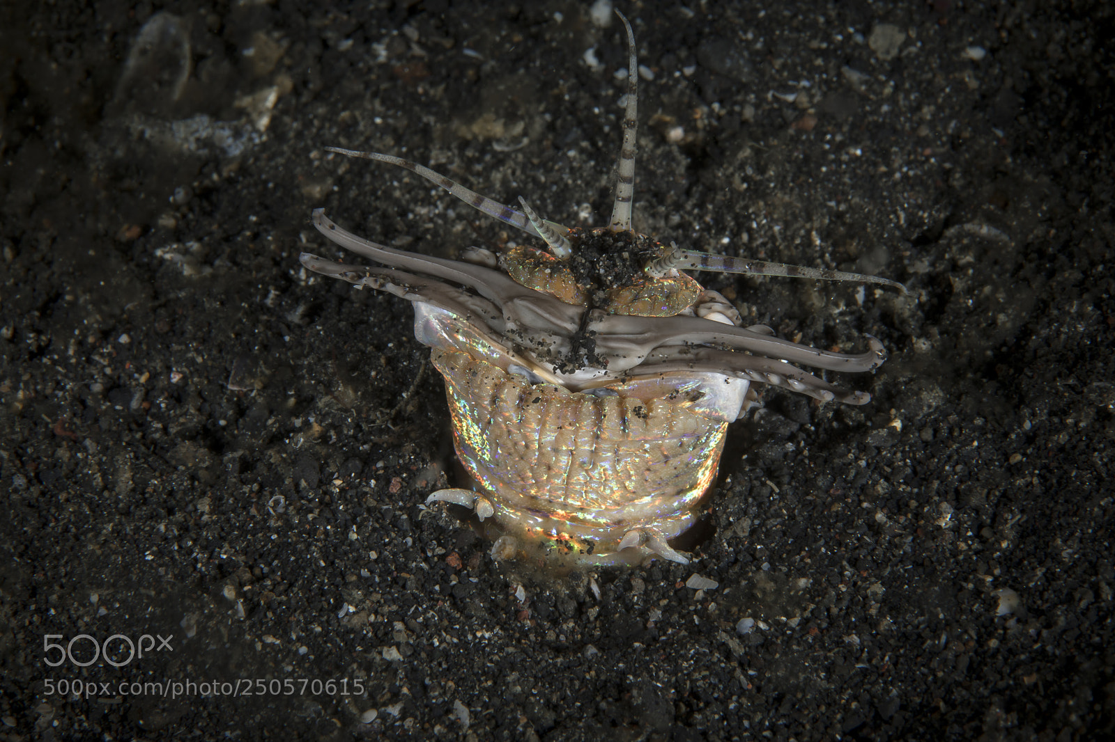 Canon EOS 5D Mark IV sample photo. Bobbit worm photography