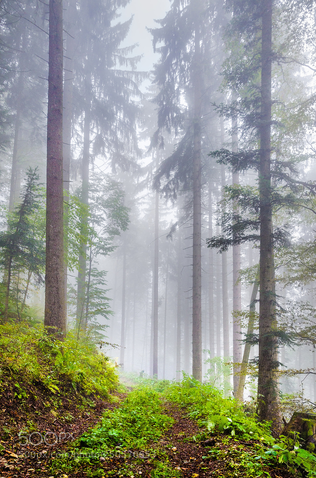 Nikon D7000 sample photo. Forest fog photography
