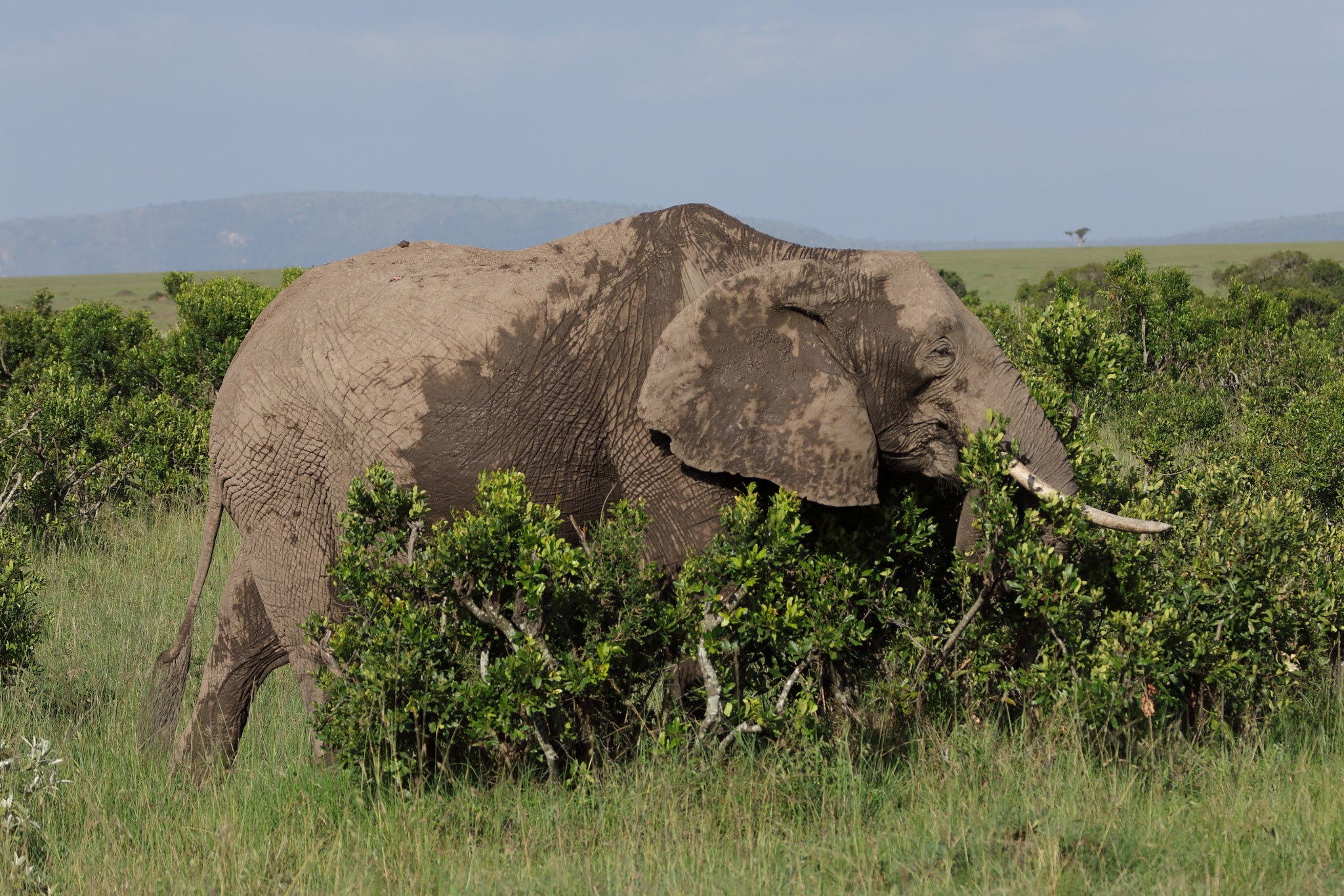 Sigma 150mm F2.8 EX DG OS Macro HSM sample photo. Bull elephant grazing photography