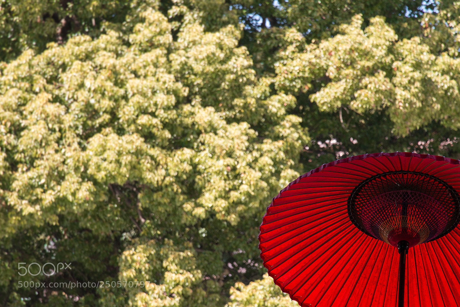 Canon EOS 70D sample photo. Umbrella photography