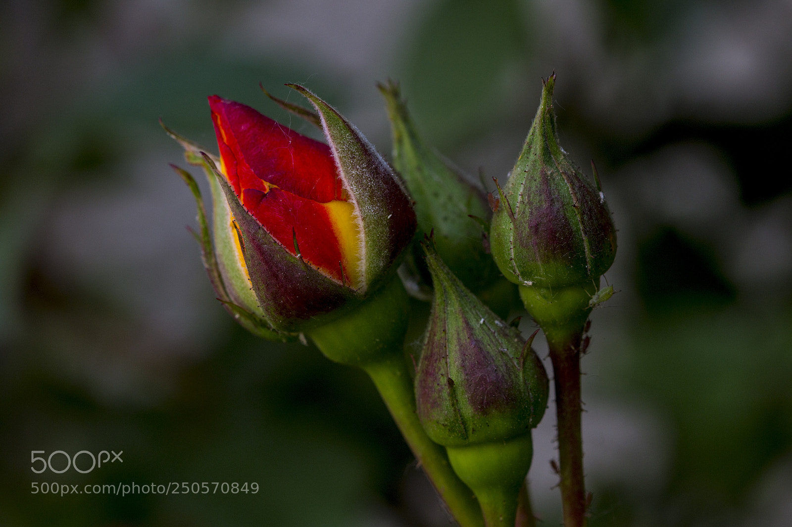 Canon EOS 70D sample photo. Rose photography