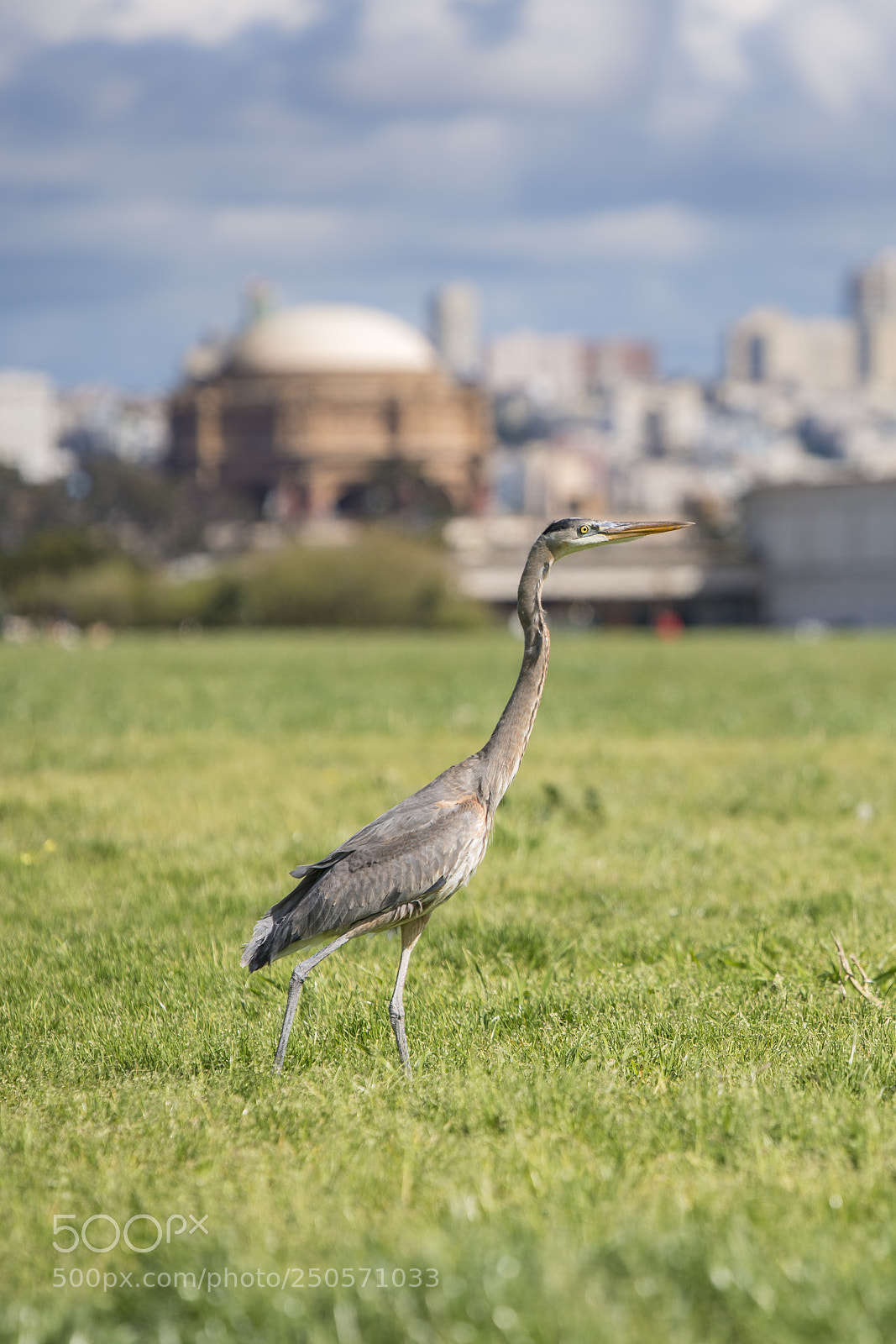 Nikon D800 sample photo. Grey heron 2 photography