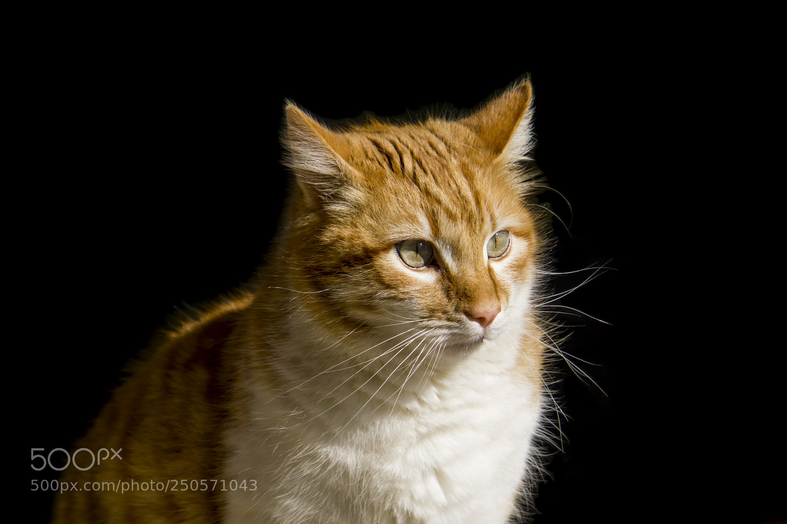 Sony a6000 sample photo. Ginger photography