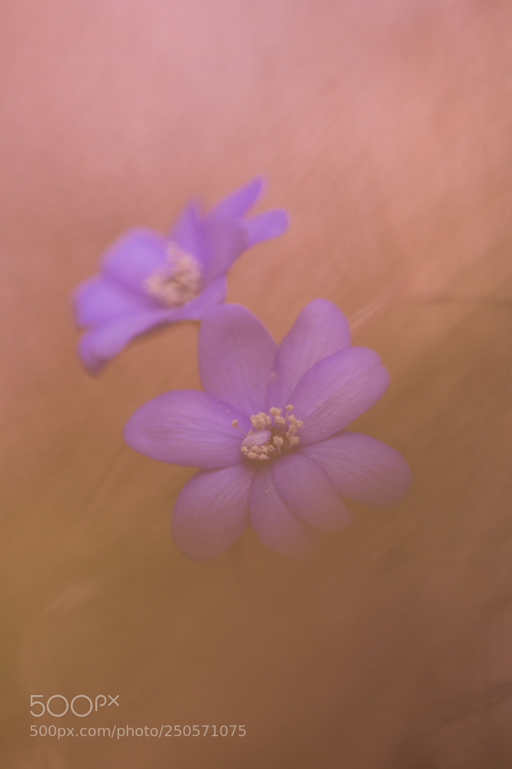 Canon EOS M5 sample photo. First flowers photography